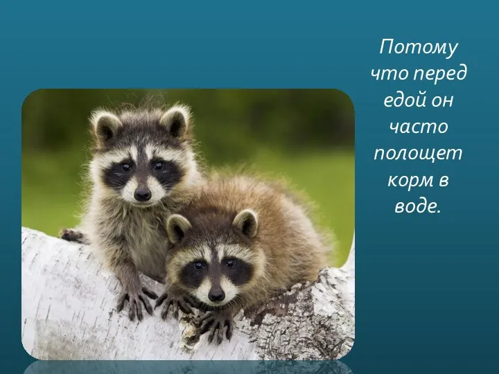 Потому что перед едой он часто полощет корм в воде.