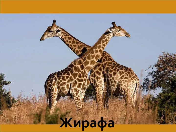 Жирафа