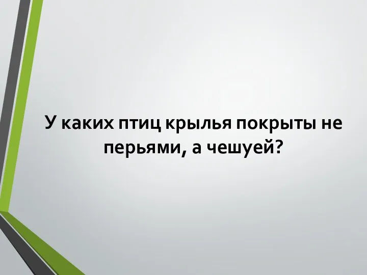 У каких птиц крылья покрыты не перьями, а чешуей?