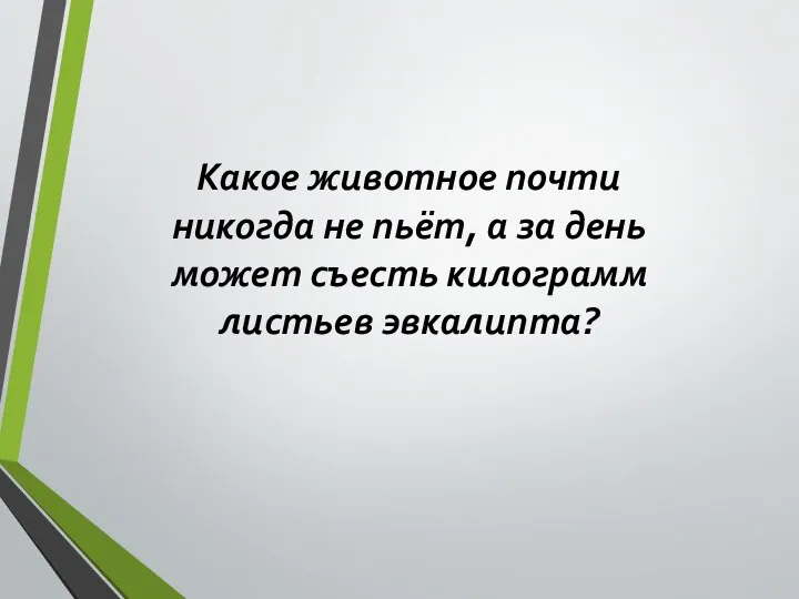 Какое животное почти никогда не пьёт, а за день может съесть килограмм листьев эвкалипта?