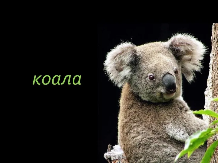 коала