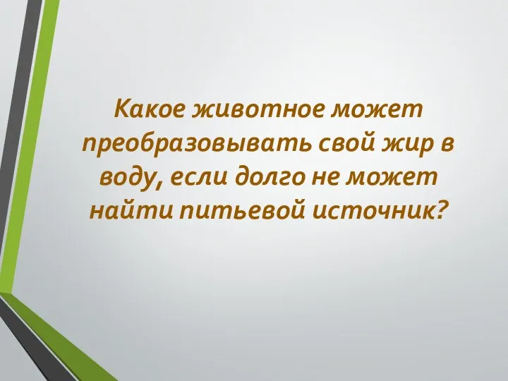 Какое животное может преобразовывать свой жир в воду, если долго не может найти питьевой источник?