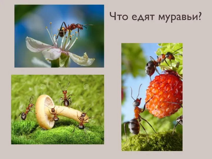 Что едят муравьи?