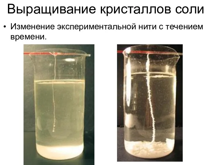 Выращивание кристаллов соли Изменение экспериментальной нити с течением времени.