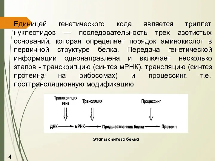 Единицей генетического кода является триплет нуклеотидов — последовательность трех азотистых оснований,