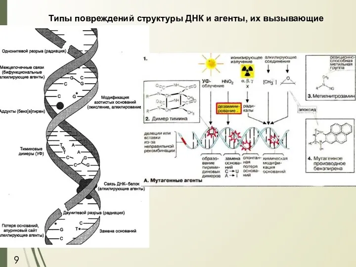 Типы повреждений структуры ДНК и агенты, их вызывающие