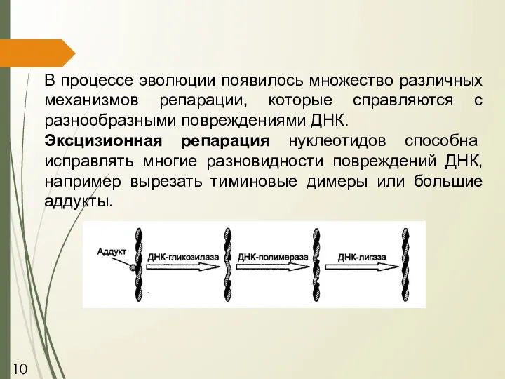 В процессе эволюции появилось множество различных механизмов репарации, которые справляются с