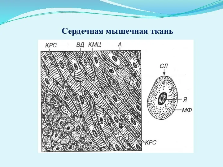 Сердечная мышечная ткань