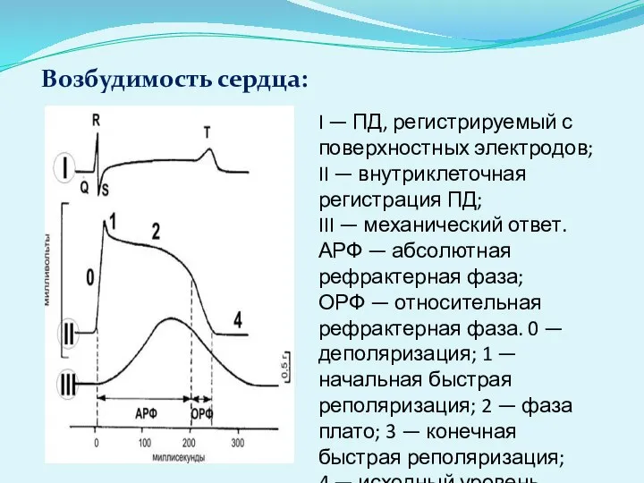 Возбудимость сердца: I — ПД, регистрируемый с поверхностных электродов; II —