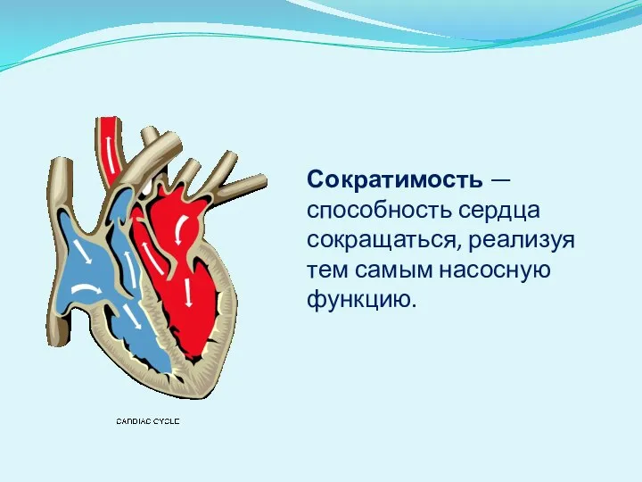 Сократимость — способность сердца сокращаться, реализуя тем самым насосную функцию.