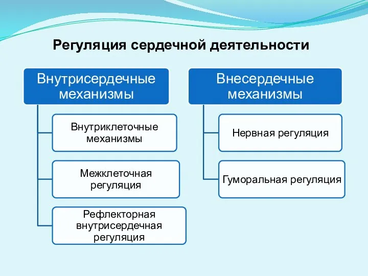 Регуляция сердечной деятельности