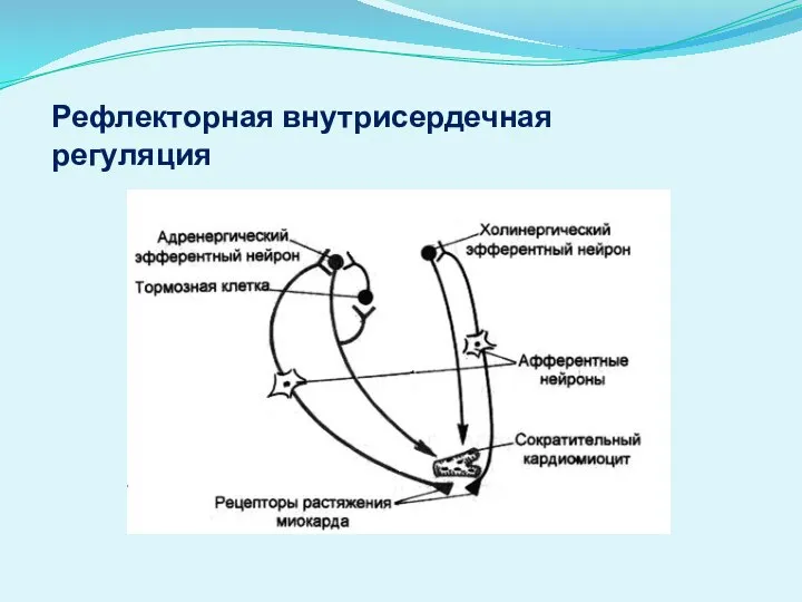 Рефлекторная внутрисердечная регуляция