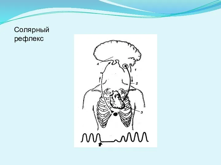 Солярный рефлекс