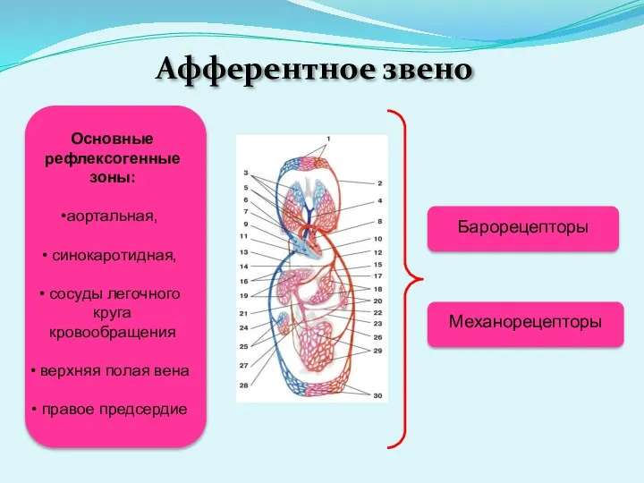 Афферентное звено