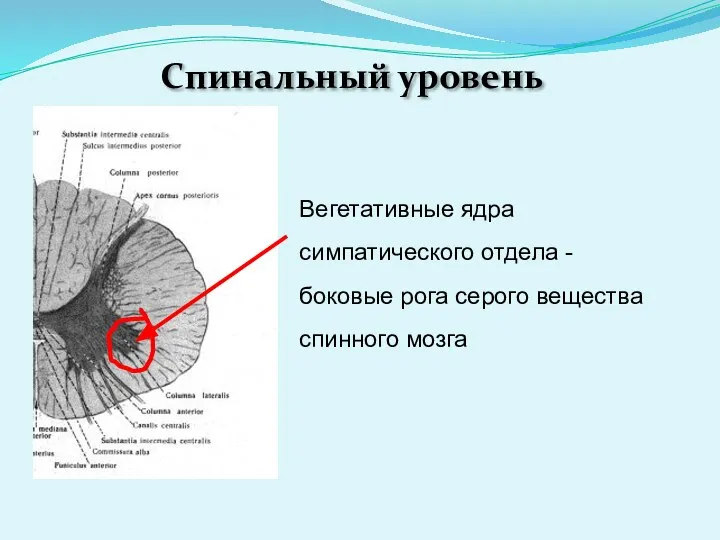 Спинальный уровень Вегетативные ядра симпатического отдела - боковые рога серого вещества спинного мозга