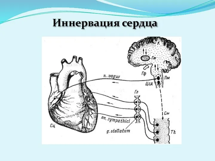 Иннервация сердца