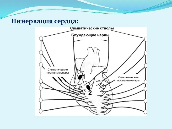 Иннервация сердца: