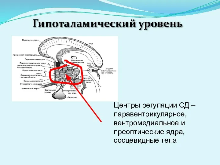 Гипоталамический уровень Центры регуляции СД – паравентрикулярное, вентромедиальное и преоптические ядра, сосцевидные тела