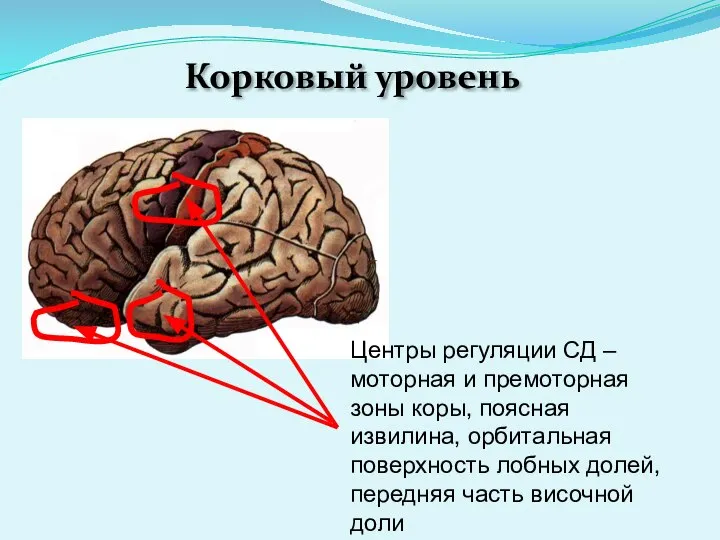 Корковый уровень Центры регуляции СД – моторная и премоторная зоны коры,