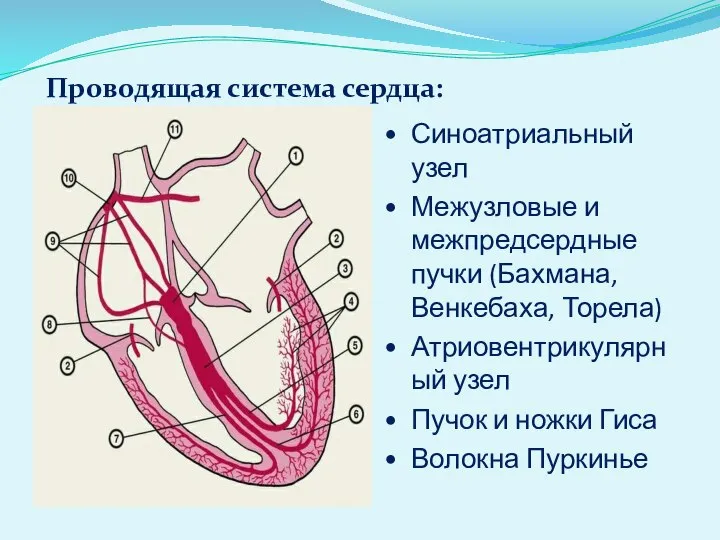 Проводящая система сердца: Синоатриальный узел Межузловые и межпредсердные пучки (Бахмана, Венкебаха,