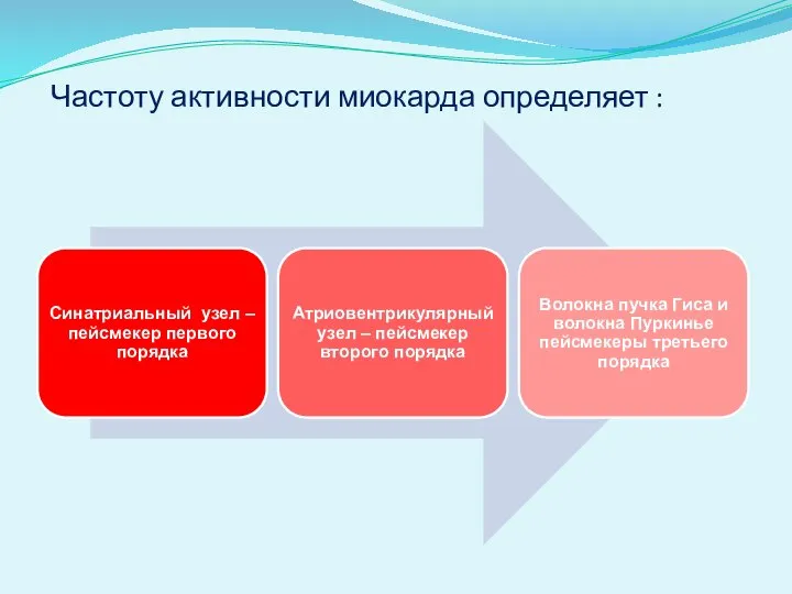 Частоту активности миокарда определяет :