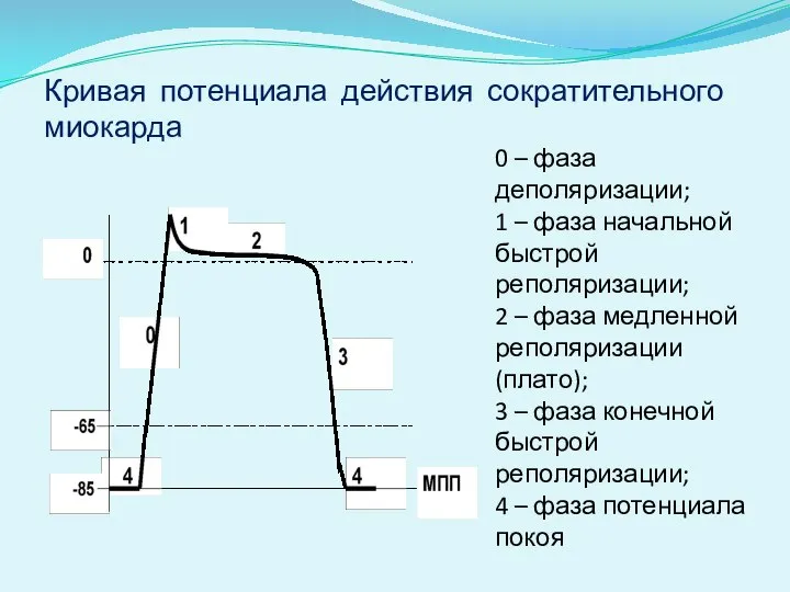 Кривая потенциала действия сократительного миокарда 0 – фаза деполяризации; 1 –