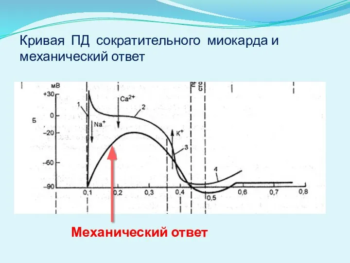 Кривая ПД сократительного миокарда и механический ответ Механический ответ