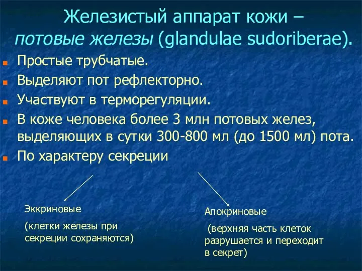 Железистый аппарат кожи – потовые железы (glandulae sudoriberae). Простые трубчатые. Выделяют