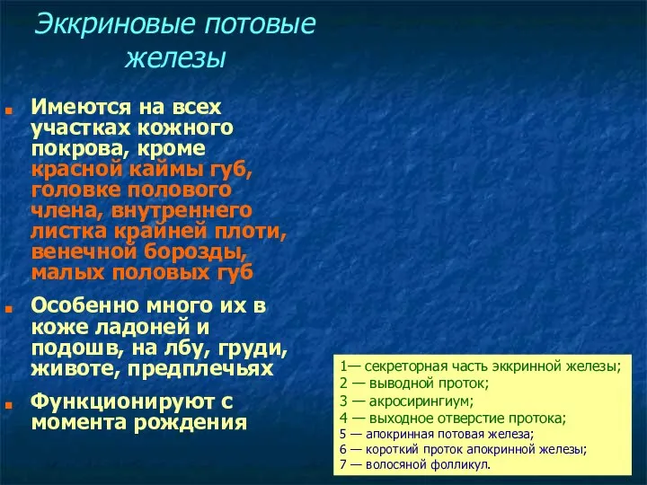 Эккриновые потовые железы Имеются на всех участках кожного покрова, кроме красной