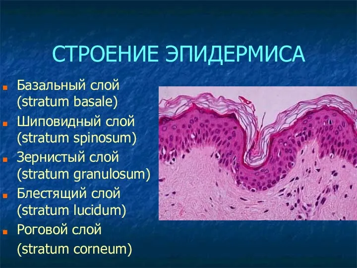 СТРОЕНИЕ ЭПИДЕРМИСА Базальный слой (stratum basale) Шиповидный слой (stratum spinosum) Зернистый