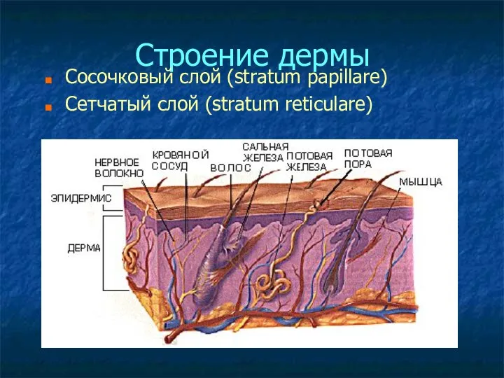 Строение дермы Сосочковый слой (stratum papillare) Сетчатый слой (stratum reticulare)