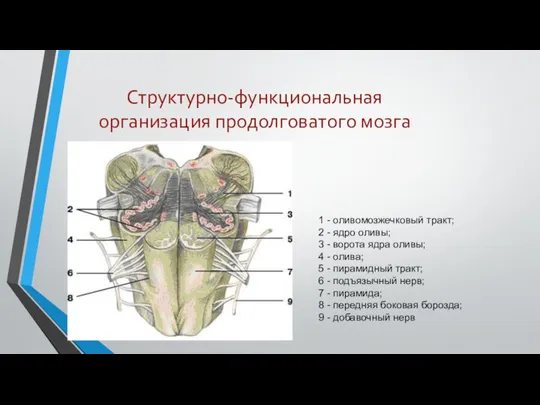 Структурно-функциональная организация продолговатого мозга 1 - оливомозжечковый тракт; 2 - ядро