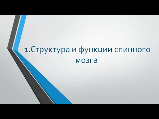 1.Структура и функции спинного мозга