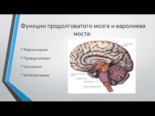 Функции продолговатого мозга и варолиева моста: Рефлекторная Проводниковая Сенсорная Интегративная