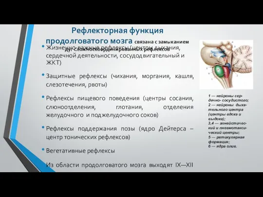 Жизненно-важные рефлексы (центры дыхания, сердечной деятельности, сосудодвигательный и ЖКТ) Защитные рефлексы