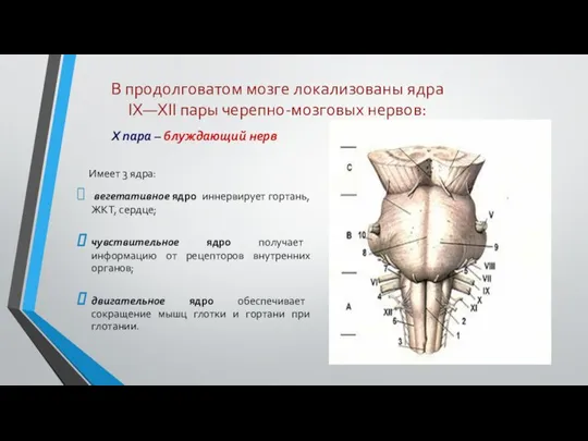 В продолговатом мозге локализованы ядра IХ—XII пары черепно-мозговых нервов: X пара