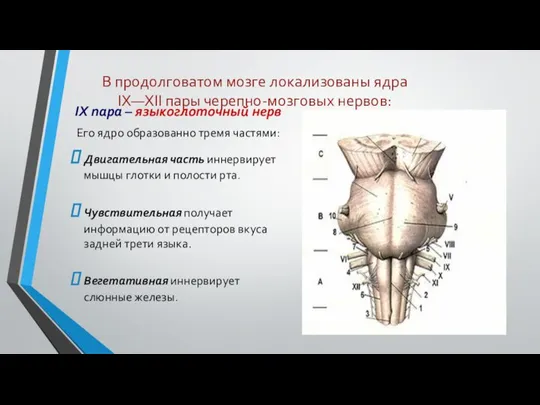 В продолговатом мозге локализованы ядра IХ—XII пары черепно-мозговых нервов: IX пара