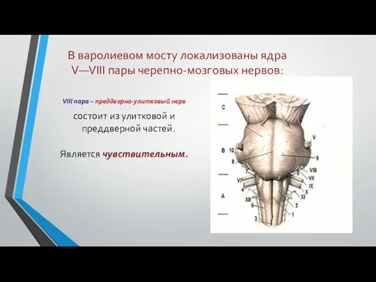 В варолиевом мосту локализованы ядра V—VIII пары черепно-мозговых нервов: VIII пара