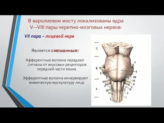 В варолиевом мосту локализованы ядра V—VIII пары черепно-мозговых нервов: VII пара