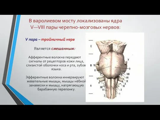 В варолиевом мосту локализованы ядра V—VIII пары черепно-мозговых нервов: V пара