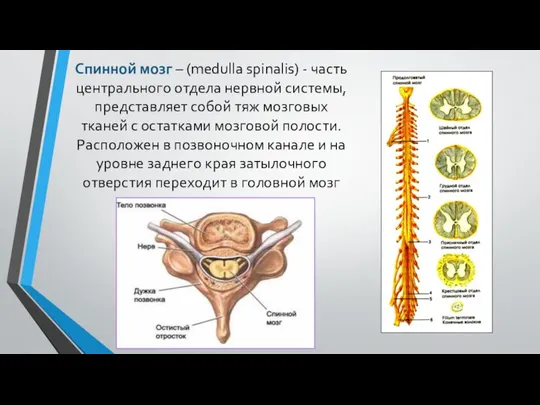 Спинной мозг – (medulla spinalis) - часть центрального отдела нервной системы,