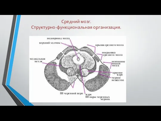 Средний мозг. Структурно-функциональная организация.