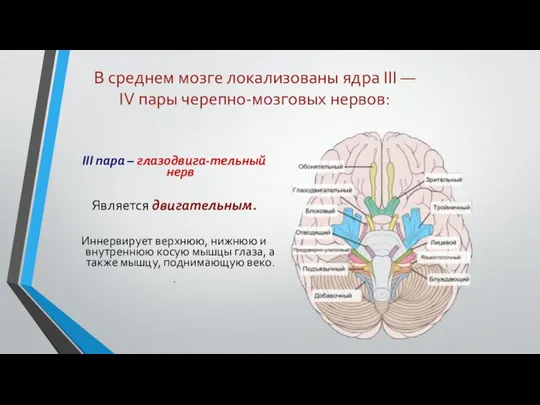 В среднем мозге локализованы ядра III — IV пары черепно-мозговых нервов: