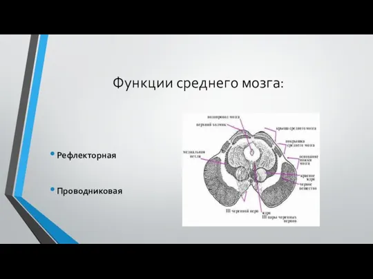 Функции среднего мозга: Рефлекторная Проводниковая