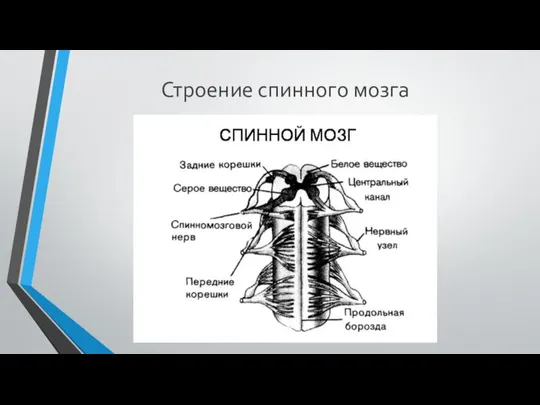 Строение спинного мозга