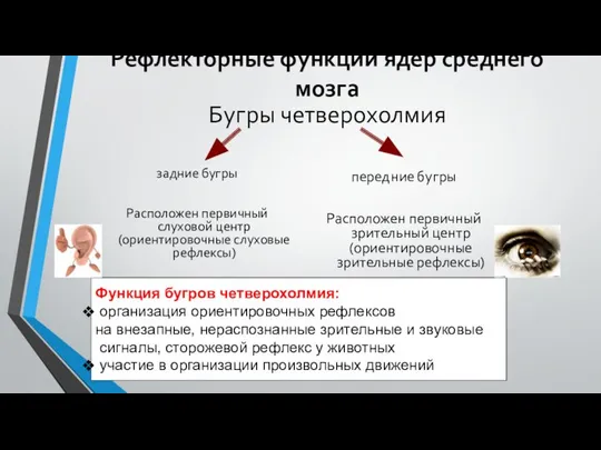 Бугры четверохолмия задние бугры Расположен первичный слуховой центр (ориентировочные слуховые рефлексы)