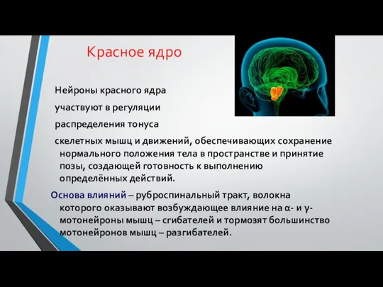 Красное ядро Нейроны красного ядра участвуют в регуляции распределения тонуса скелетных