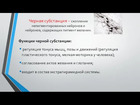 Черная субстанция – скопление непигментированных нейронов и нейронов, содержащих пигмент меланин.