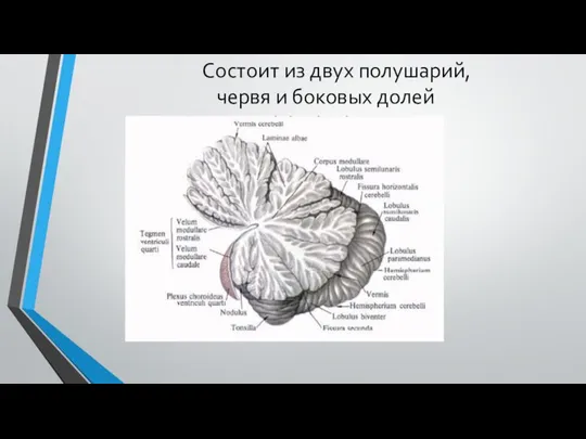 Состоит из двух полушарий, червя и боковых долей. Состоит из двух полушарий, червя и боковых долей