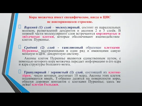 Кора мозжечка имеет специфическое, нигде в ЦНС не повторяющееся строение. Верхний